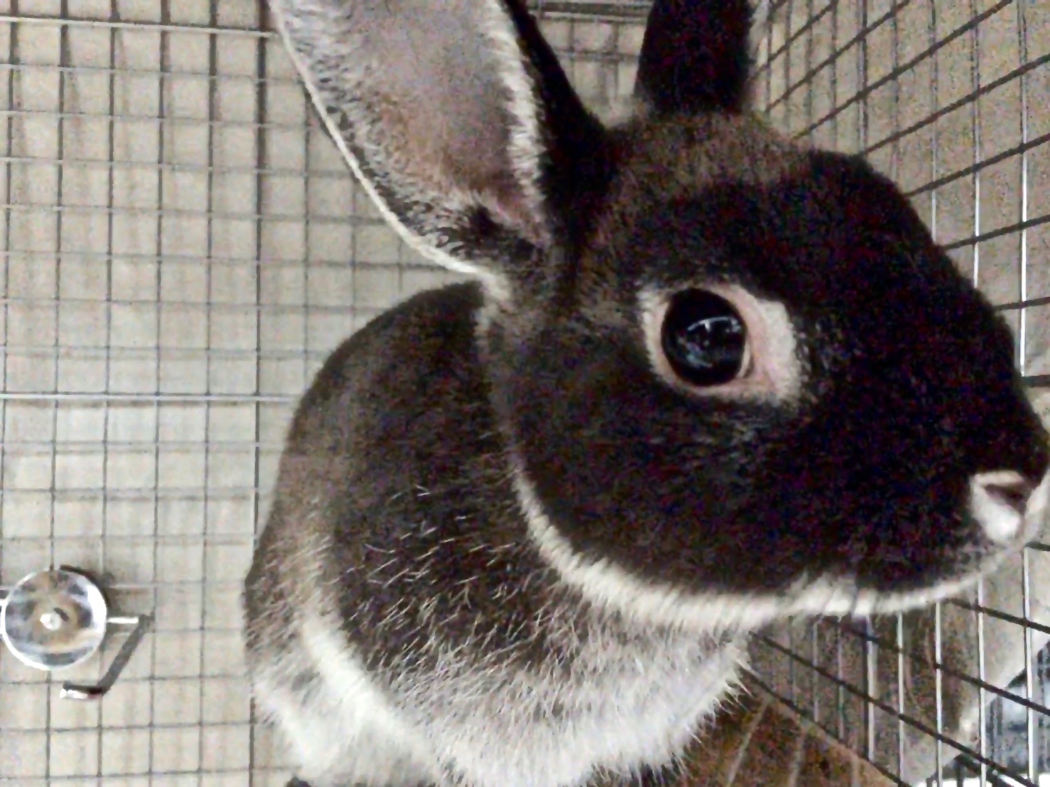 視力と目の色 ウサギの目は360 見えるってホント うさぎタイムズ うさぎの飼い方から飼育便利グッズ専門サイト