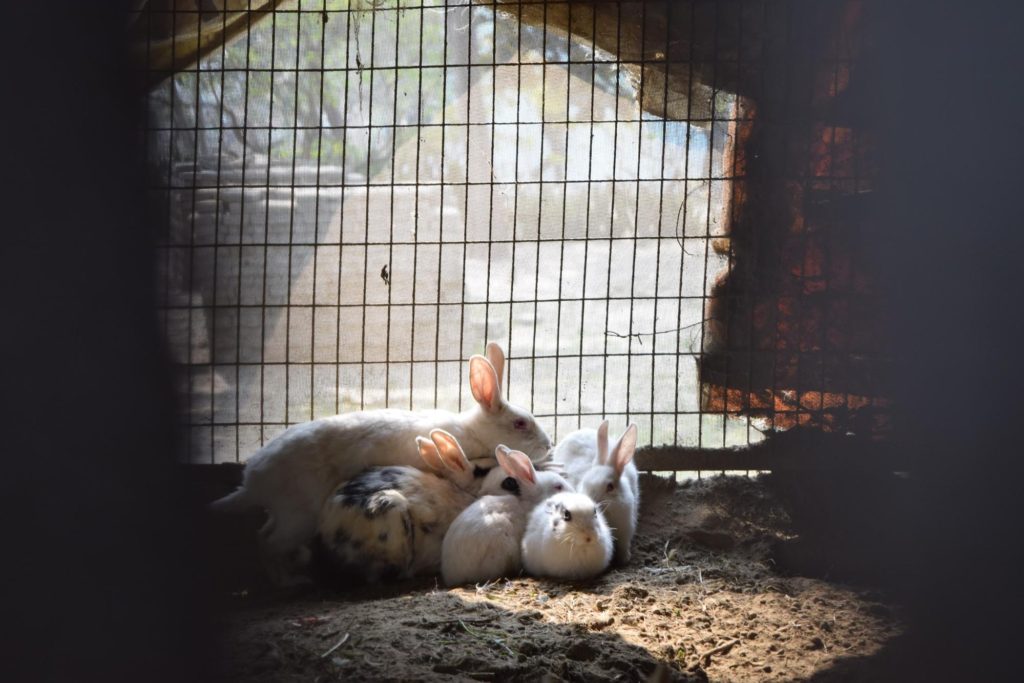 動物行動学者監修 育児放棄じゃなかった ウサギの子育ての秘密 妊娠 出産から育児まで うさぎタイムズ うさぎの飼い方から飼育便利グッズ専門サイト